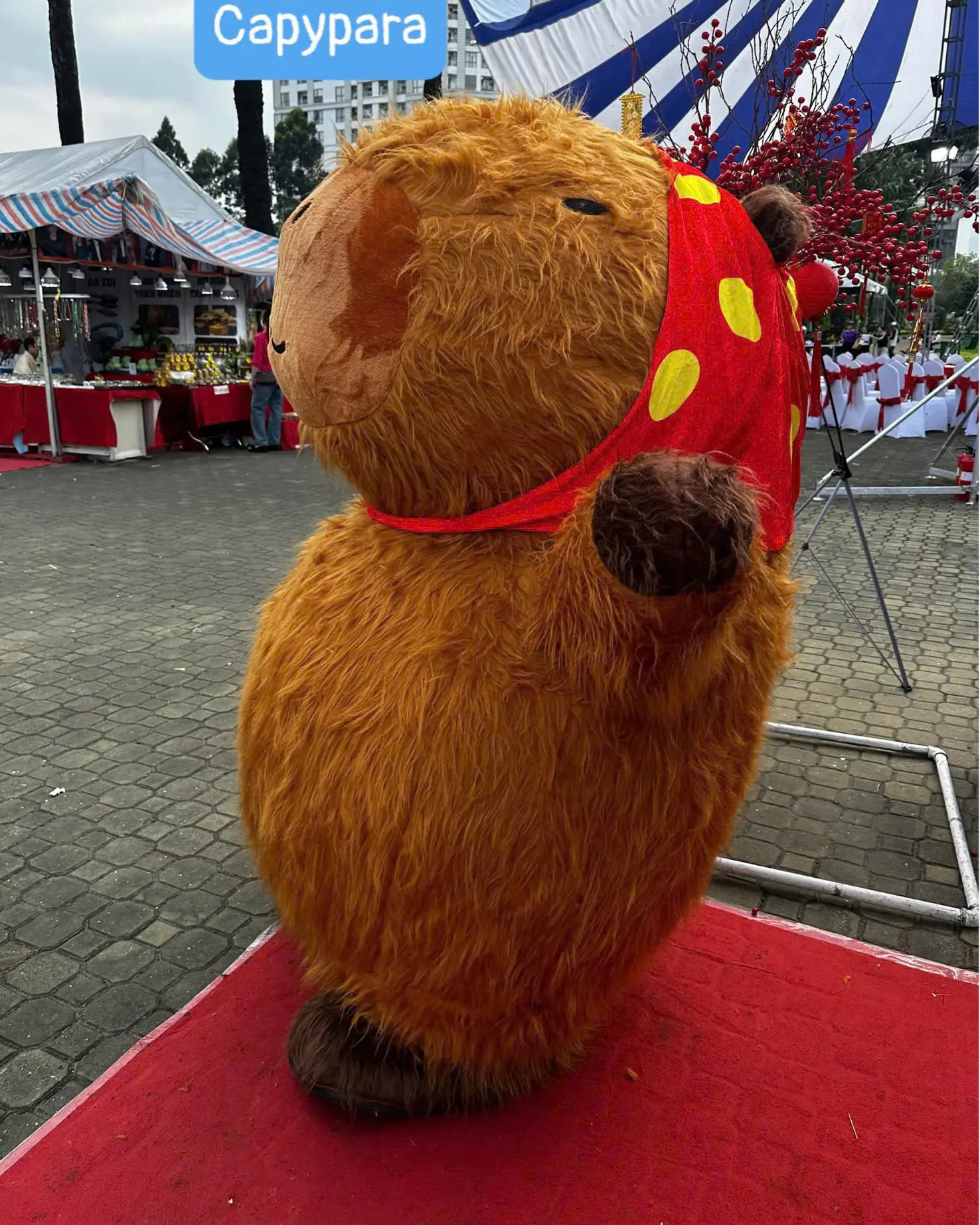 Mascot Capy Khăn Đỏ 1 Mascot Capy Khăn Đỏ